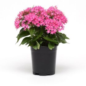 Pentas Lucky Star Deep Pink F1 Seed A20222624