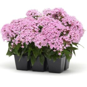 Pentas Lucky Star Lavender F1 Seed A20222625
