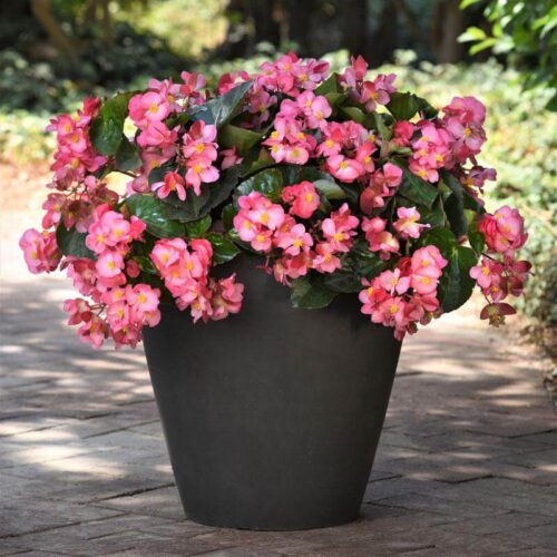 Begonia Megawatt Green Leaf Pink F1 Seed A20222198