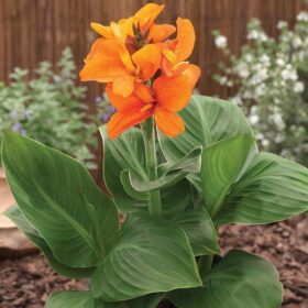 Canna South Pacific Orange F1 Seed A20222231