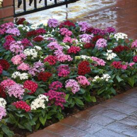 Pentas Lucky Star Mix F1 Seed A20222627