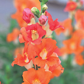 Snapdragon Chantilly Bronze F1 Seed A20222730