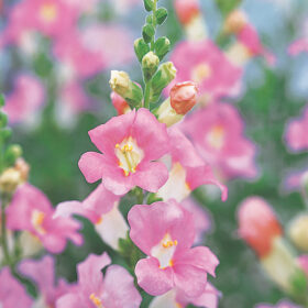 Snapdragon Chantilly Light Pink F1 Seed A20222731