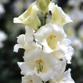 Snapdragon Chantilly White F1 Seed A20222734