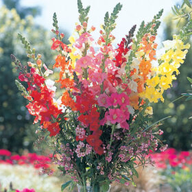 Snapdragon Chantilly Mix F1 Seed A20222732