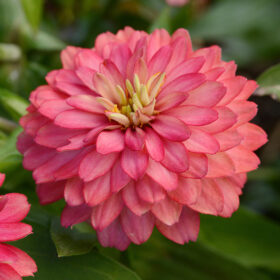 Zinnia Zahara Double Salmon Seed A20223082