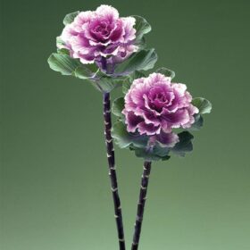 Ornamental Kale Flare? Rose F1 Seed A20222479
