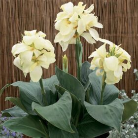 Canna South Pacific Ivory F1 Seed A20222230