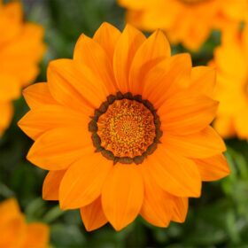 Gazania Big Kiss Orange F1 Seed A20222361