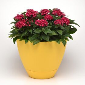 Pentas Lucky Star Raspberry F1 Seed A20222628