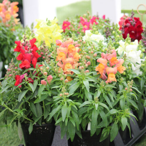 Snapdragon Snaptini Mix F1 Seed A20222749