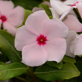 Vinca Valiant Apricot F1 Seed A20222881
