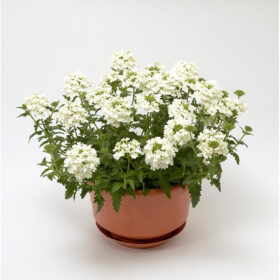 Verbena Obsession? Cascade White Seed A20222843