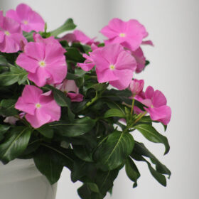 Vinca Cora Cascade Lavender Eye F1 Seed A20222883