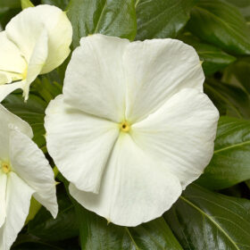 Vinca Cora Cascade White F1 Seed A20222884