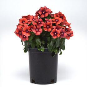 Vinca Tattoo? Tangerine Seed A20222879