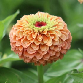 Zinnia Queeny Lime Orange Seed A20223071