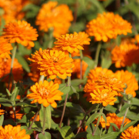 Zinnia Zahara Double Bright Orange Seed A20223078