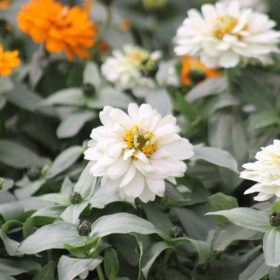 Zinnia Zahara Double White Seed A20223083