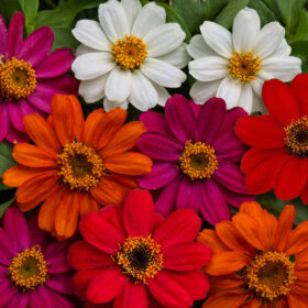Zinnia Profusion AAS Mix Seed A20223058