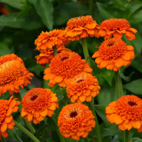 Zinnia Zinderella Orange Seed A20223099