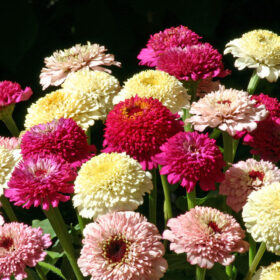 Zinnia Zinderella Mix Seed A20223098
