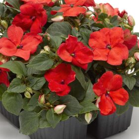 Impatiens Imara XDR Orange F1 Seed A20222437