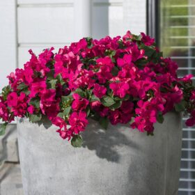 Impatiens Imara XDR Rose F1 Seed A20222444