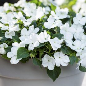 Impatiens Imara XDR White F1 Seed A20222456