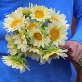 Sunflower Pro Cut White Lite F1 Seed A20222803