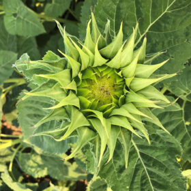 Sunflower SunFill? Green F1 Seed A20223034