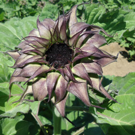 Sunflower SunFill? Purple F1 Seed A20223035