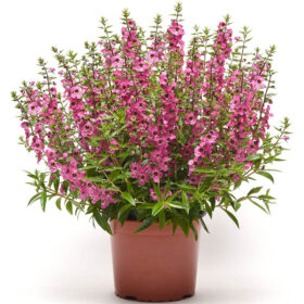 Angelonia Serena Rose F1 Seed A20222157