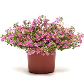 Bacopa Pinktopia? Seed A20222171