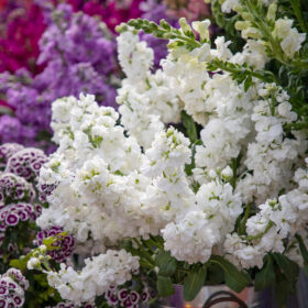 Stock Katz Hi Double White Seed A20222763