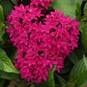 Pentas Lucky Star Lipstick F1 Seed A20222626
