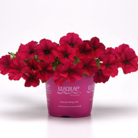 Petunia Wave Carmine Velour F1 Seed A20223024