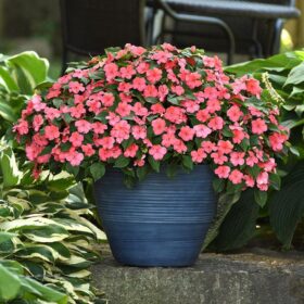 Impatiens Beacon Coral Seed A20222424