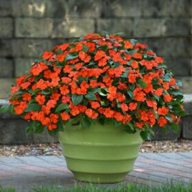 Impatiens Beacon Orange Seed A20222428
