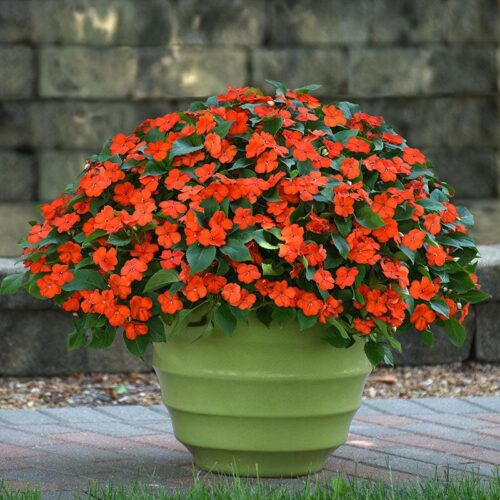 Impatiens Beacon Orange Seed A20222428