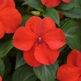 Impatiens Beacon Red Bright Seed A20222429