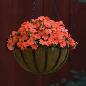Impatiens Beacon Salmon Seed A20222432