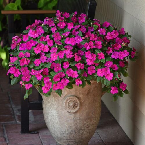 Impatiens Beacon Violet Shades Seed A20222434