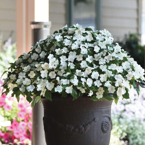 Impatiens Beacon White Seed A20222435