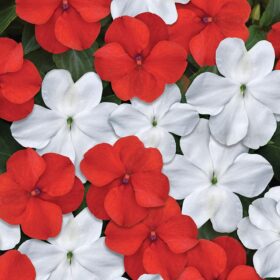 Impatiens Beacon Red White Mix Seed A20222430