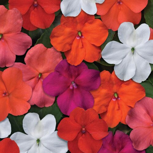 Impatiens Beacon Select Mix Seed A20222433