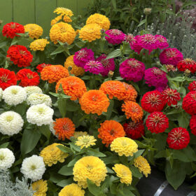Zinnia Preciosa Mix F1 Seed A20222934