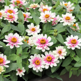 Zinnia Profusion Cherry Bicolor Seed A20223059