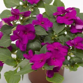 Impatiens Imara XDR Purple F1 Seed A20222441