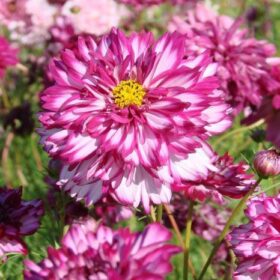 Cosmos Double Click Violet Bicolor Seed A20222301